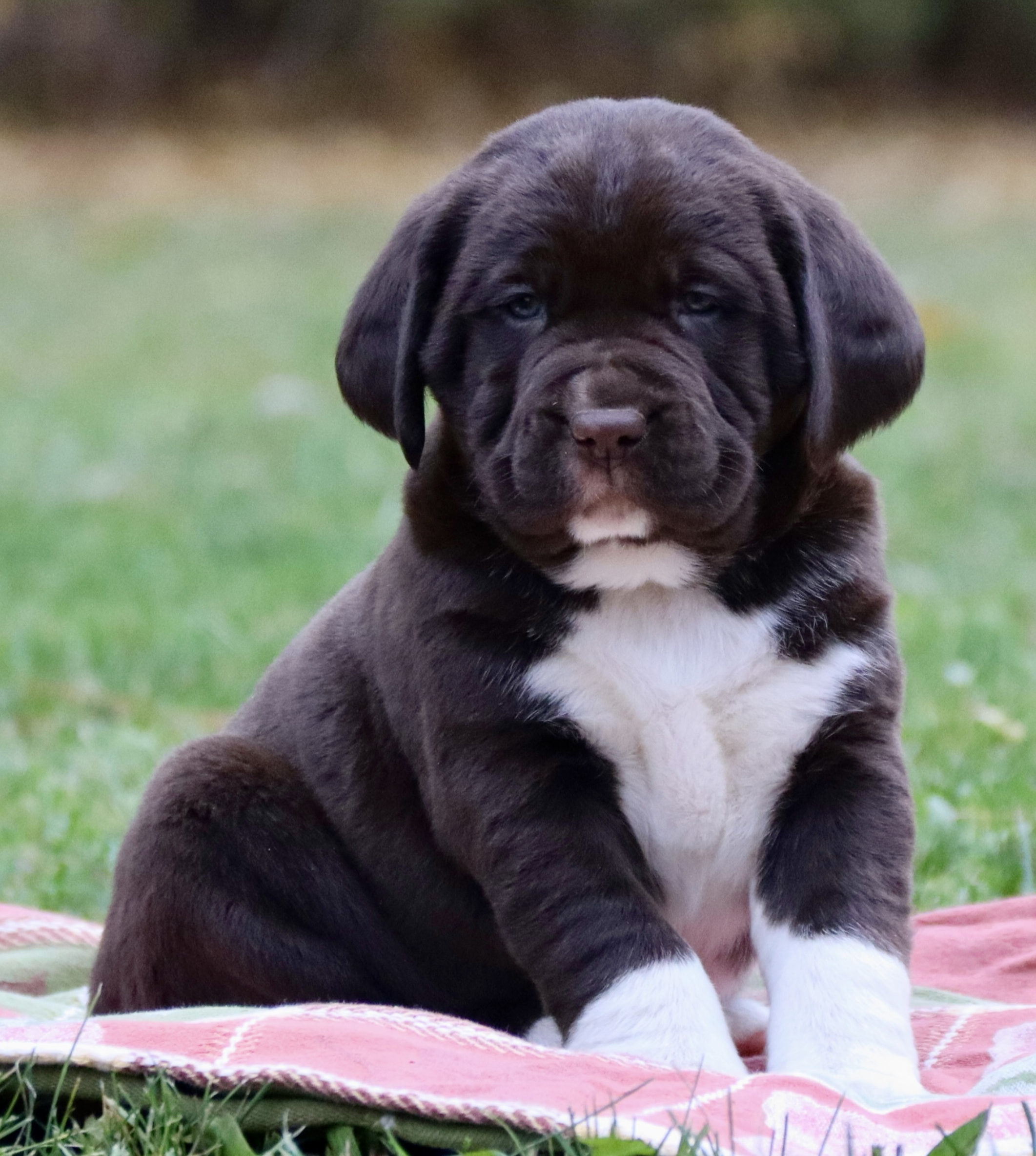 ADORABLE SPRINGADOR PUPPIES