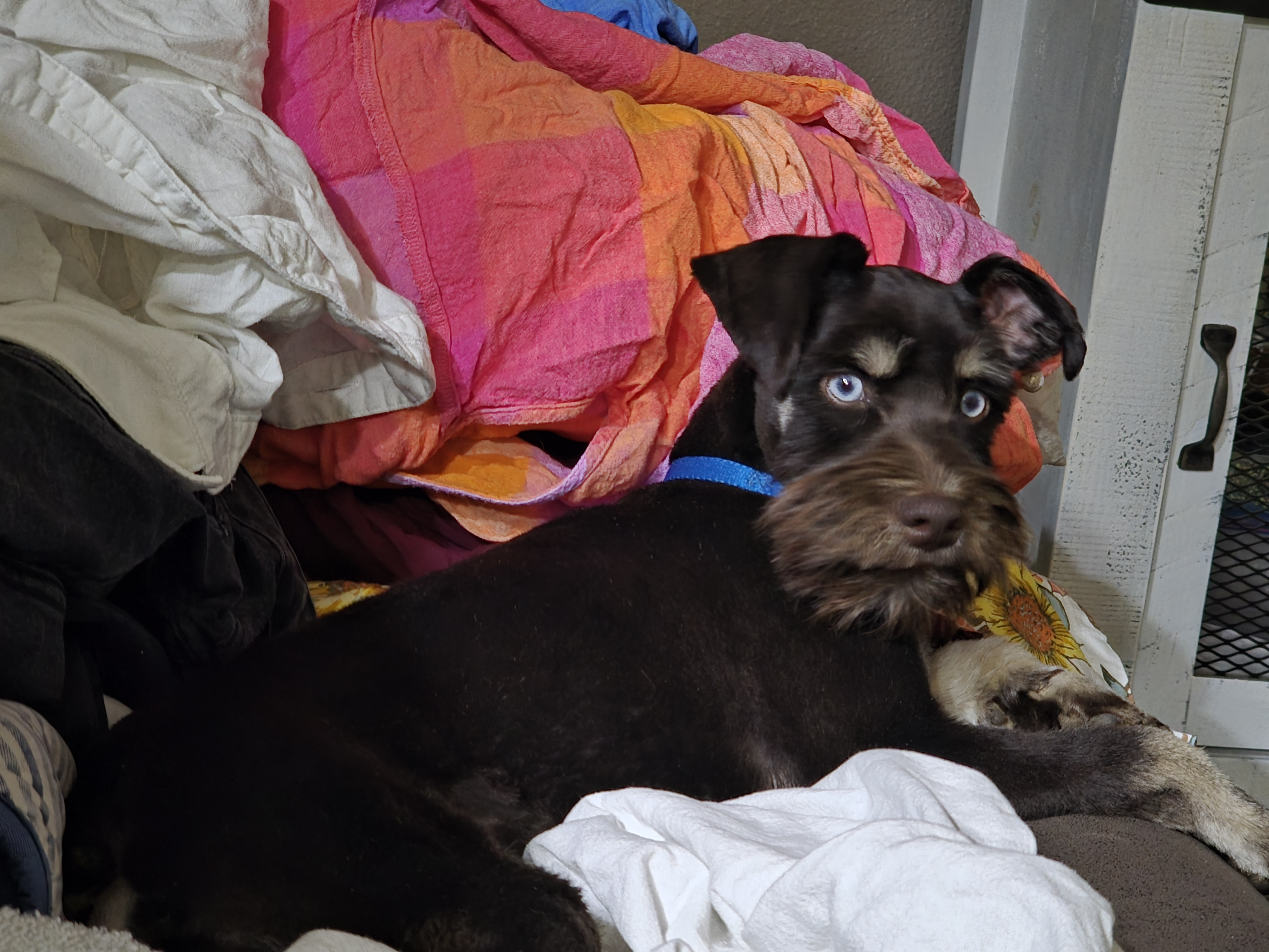 BEAUTIFUL CHOCOLATE & CREAM MALE MINIATURE SCHNAUZER