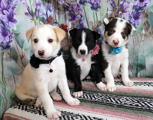 HOME RAISED PUREBRED BORDER COLLIE PUPPIES