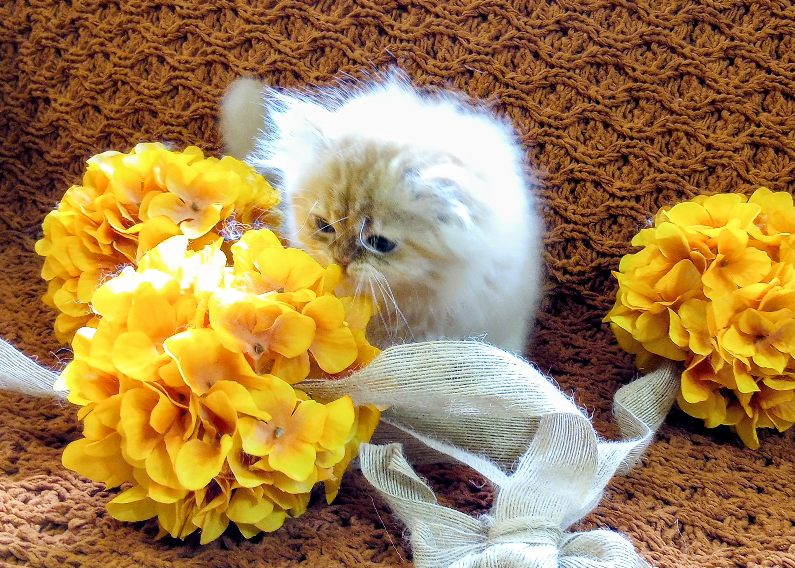 BEAUTIFUL PERSIAN KITTENS