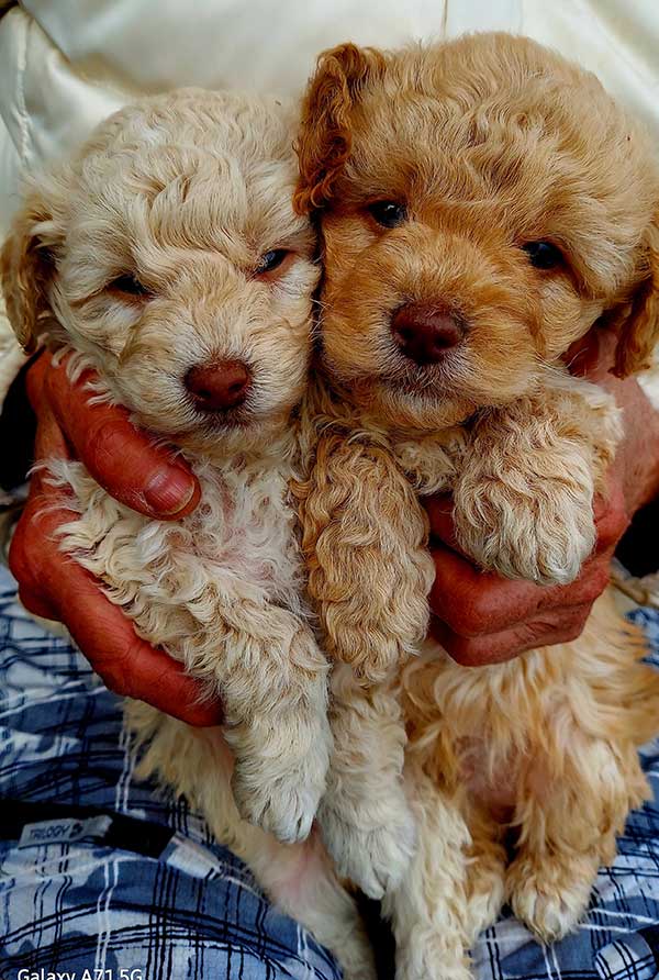 HALF CAVALIER KING CHARLES SPANIEL, HALF MINIATURE POODLE