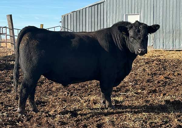 REG. ANGUS BULL