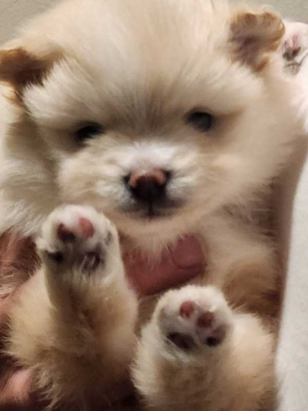 BLUE EYED POMERAIAN PUPPIES