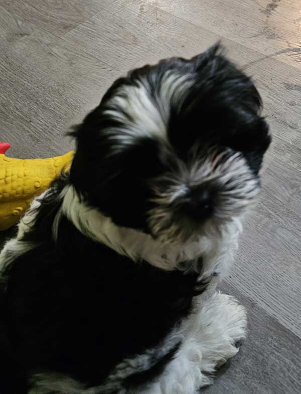 SHIH TZU MALE PUPPY