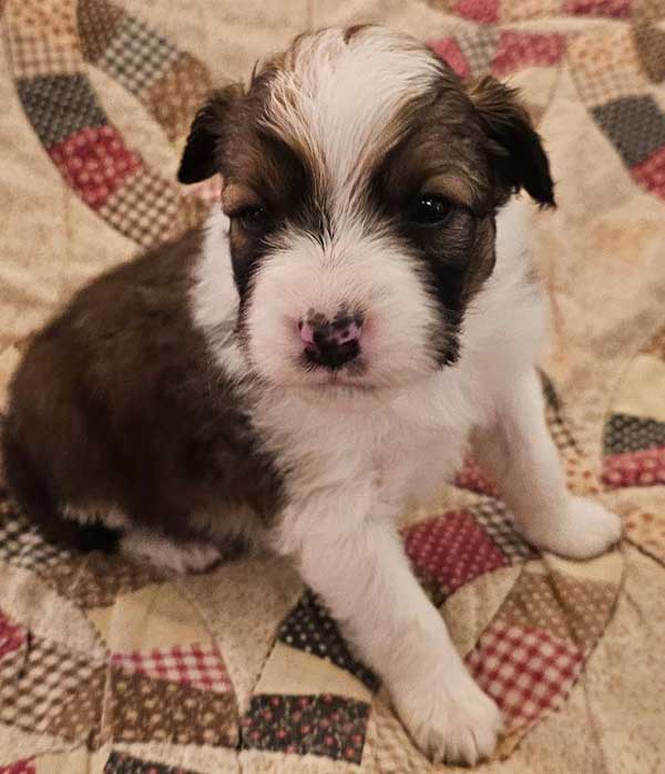CHOCOLATE AUSSIE/ RED HEELER PUPPIES