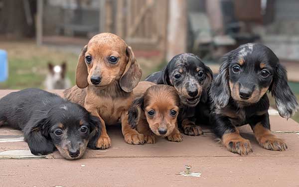 BEAUTIFUL COLORED MINI DACHSHUND PUPPIES