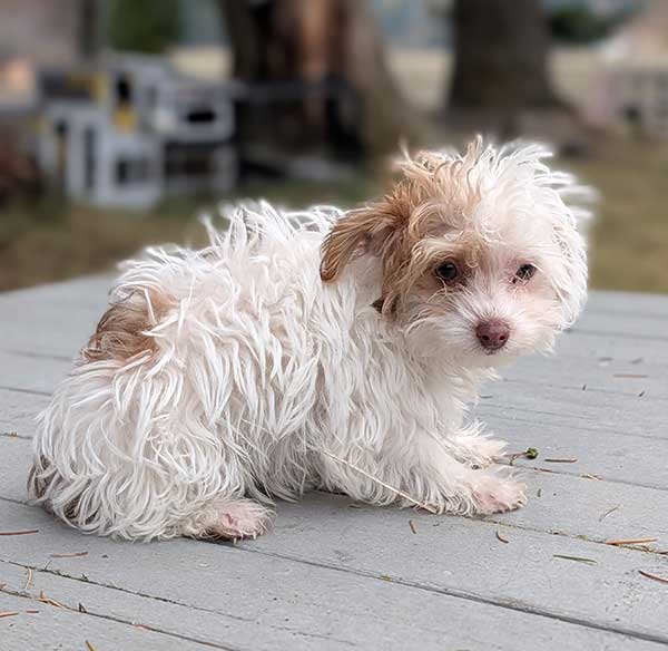 TEACUP CKC REG. YORKIE POO FEMALE