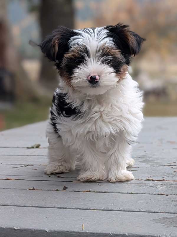 AKC REG. TOY YORKIE PUPPIES