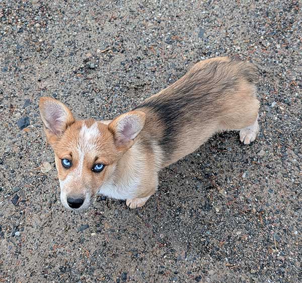 BEAUTIFUL COWBOY CORGI FEMALE 