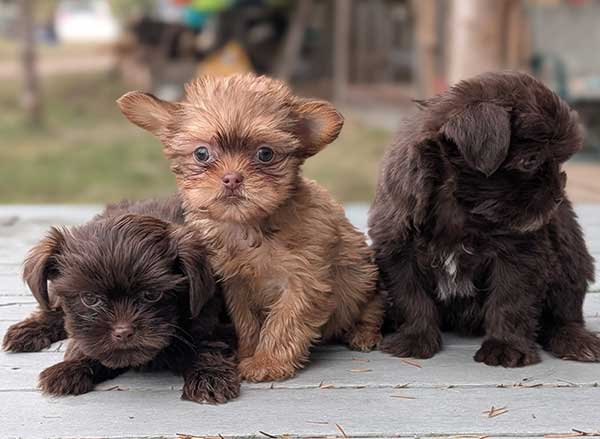 TOY SHORKIE PUPPIES