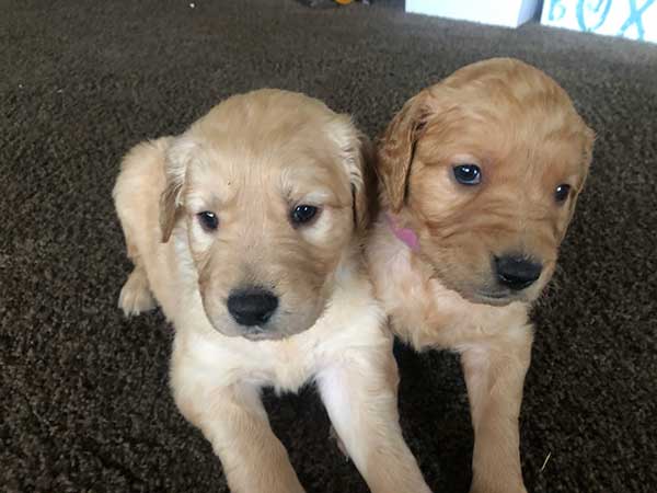 AKC GOLDEN RETRIEVERS