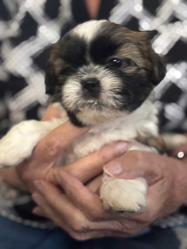 SHIH TZU PUPPIES BORN SEPTEMBER 21