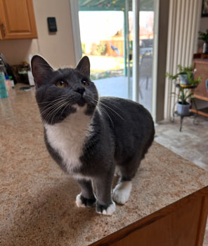 18 MONTH OLD INDOOR/ OUTDOOR GRAY TUXEDO CAT