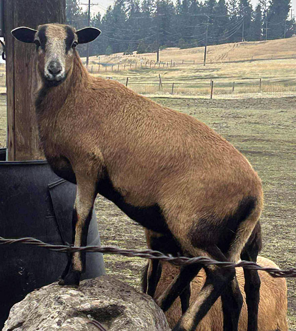 AMERICAN BARBADOS BLACK BELLY SHEEP