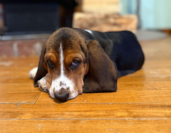 BASSET HOUND PUPPY