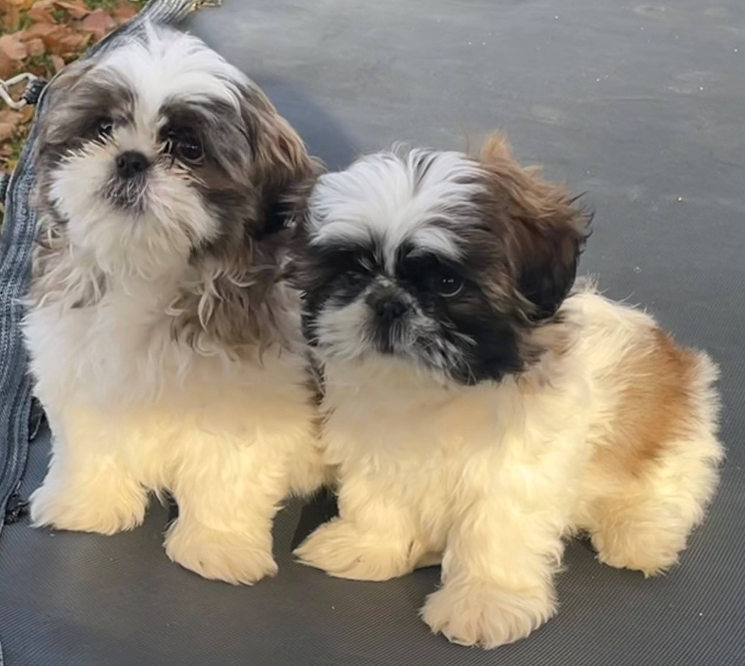 SHIH TZU PUPPIES 