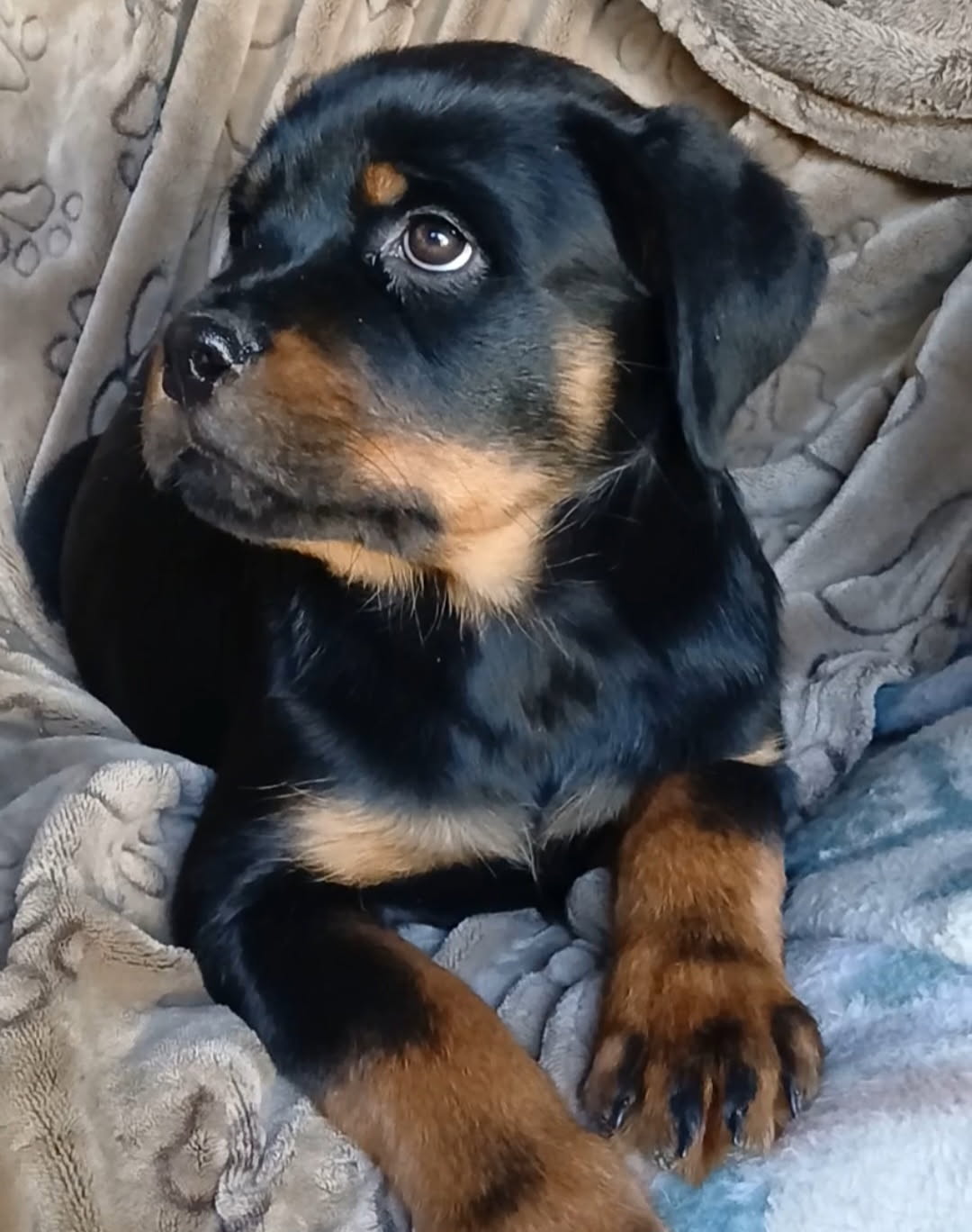 AKC ROTTWEILER PUPPIES