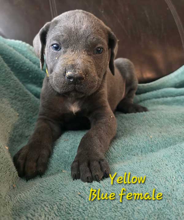 AKC CANE CORSO PUPPIES