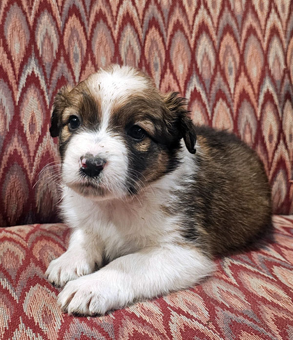 CHOCOLATE AUSSIE/ RED HEELER PUPPIES
