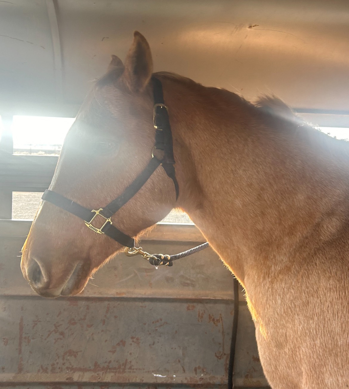 BEAUTIFUL REG. PALOMINO MARE