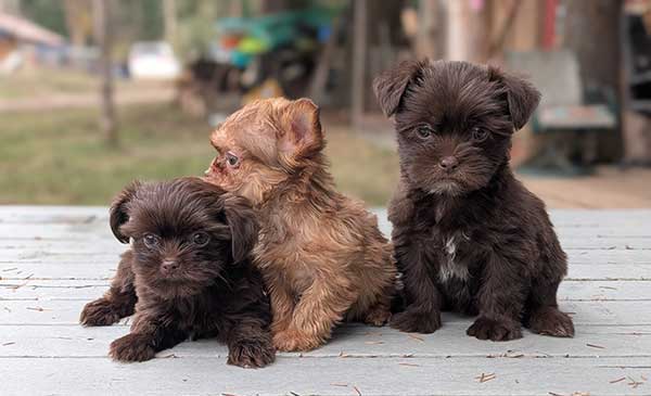 TOY SHORKIE PUPPIES