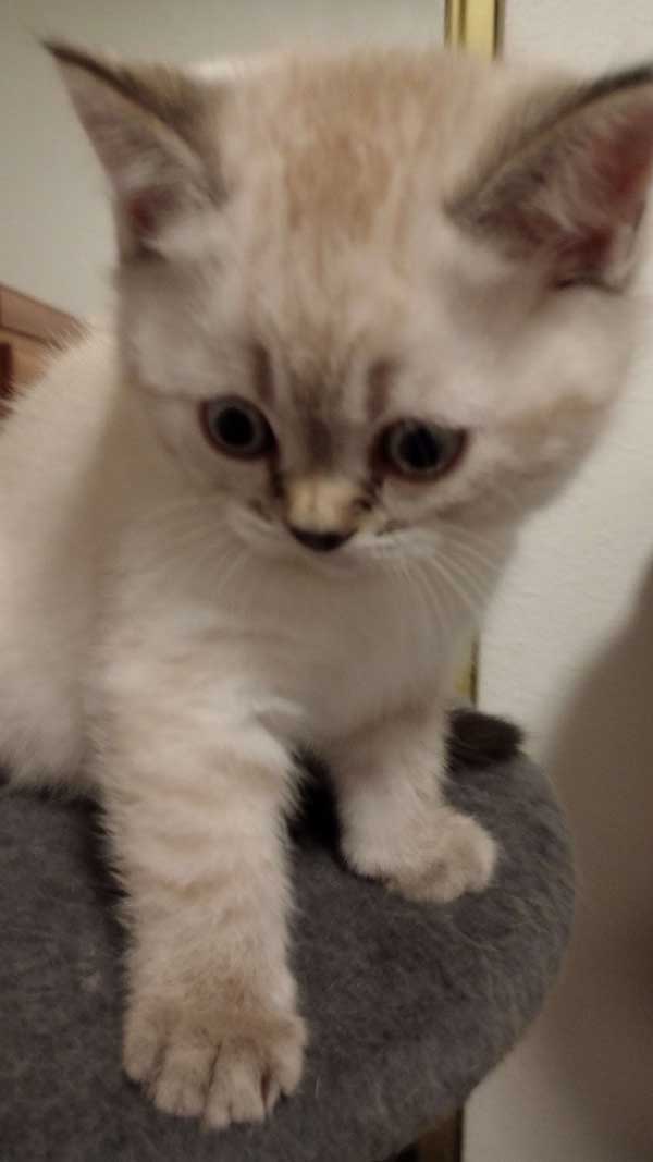 SCOTTISH FOLD KITTENS