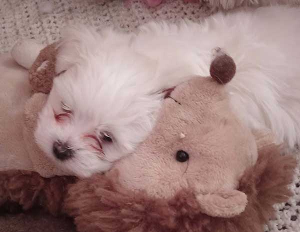 PUREBRED PYRENEES PUPPIES