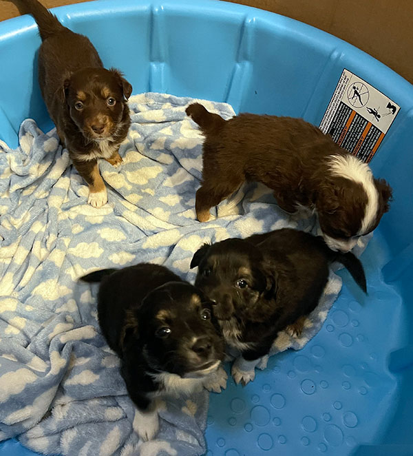 BEAUTIFUL MINIATURE AUSTRALIAN SHEPHERD PUPPIES
