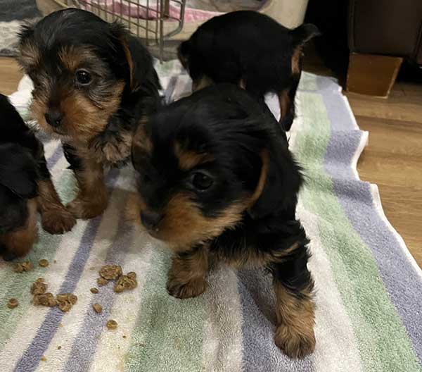 THREE YORKIE PUPPIES