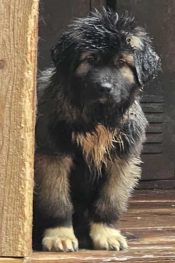 CAUCASIAN SHEPHERD PUPPIES