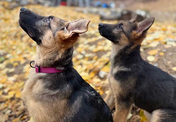 TWO FEMALE GERMAN SHEPHERD PUPPIES