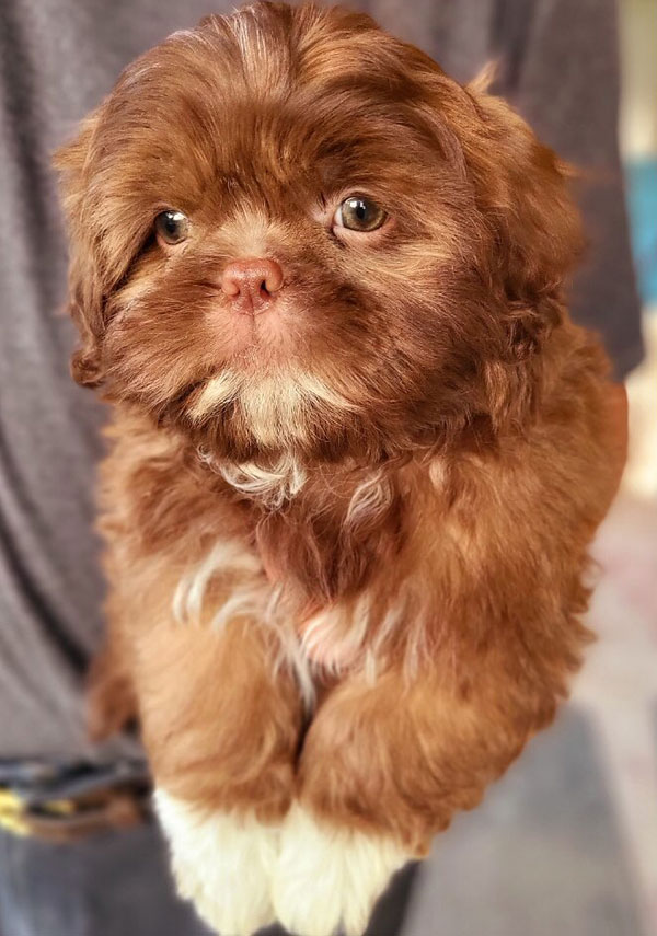 ADORABLE CHOCOLATE SHIH-TZU PUPPIES