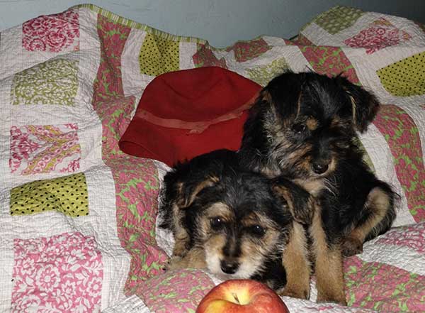 CAIRN TERRIER YORKIE PUPPIES
