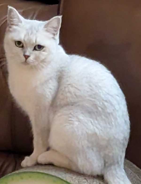 PETITE GREEN-EYED BEAUTY