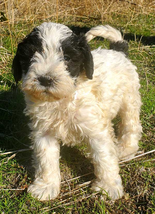 MINIATURE SCHNOODLE PUPPIES