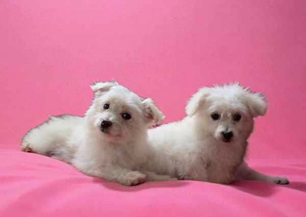 TOY POMPOOS AVALIABLE