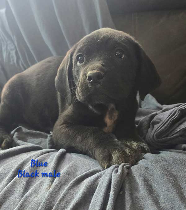 CANE CORSO/ BLUETICK CROSS $650