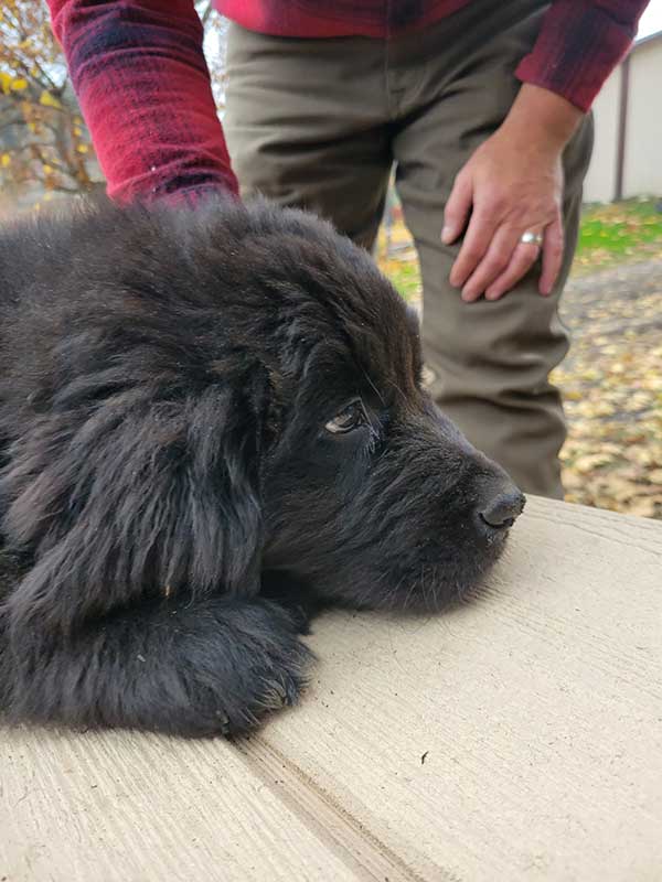 NEWFOUNDLAND MALE PUPPY