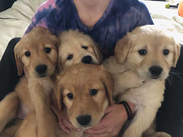 AKC GOLDEN RETRIEVERS