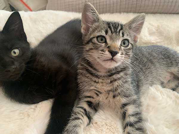 BEAUTIFUL TIGER STRIPED 18 WEEK OLD KITTEN