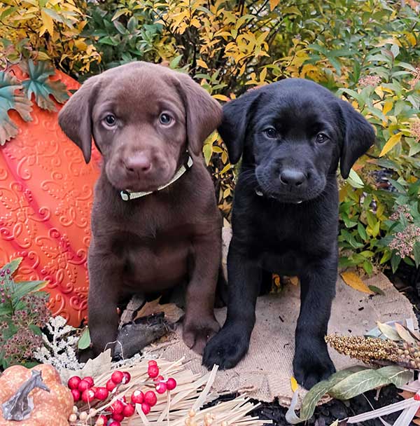 AKC LABRADOR RETRIEVERS