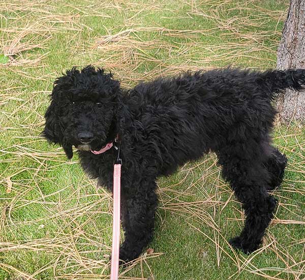 BLACK FEMALE STANDARD POODLE PUPPY