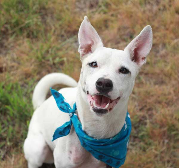 FEMALE BLUE HEELER MIX, MEET ELSA!