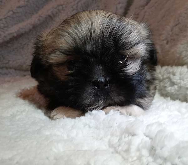 SHIH-TZU YORKIE PUPPIES
