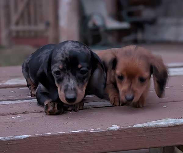 BEAUTIFUL MINI DACHSHUND PUPPIES