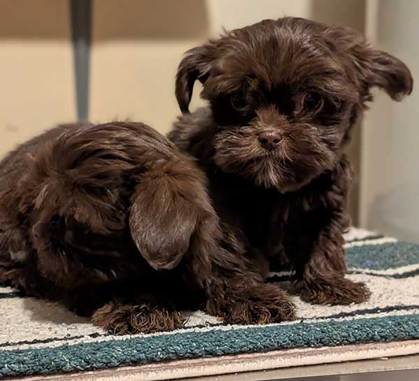 TOY SHORKIE MALE PUPPIES