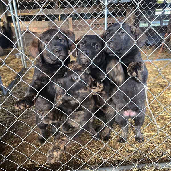 THREE FEMALE LAB MIX PUPPIES