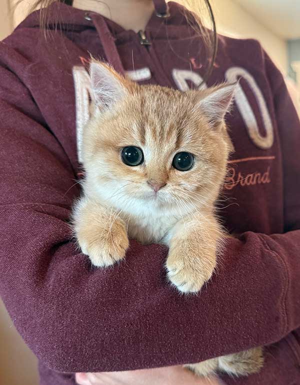 TWELVE WEEK OLD PUREBRED BRITISH SHORTHAIR KITTENS
