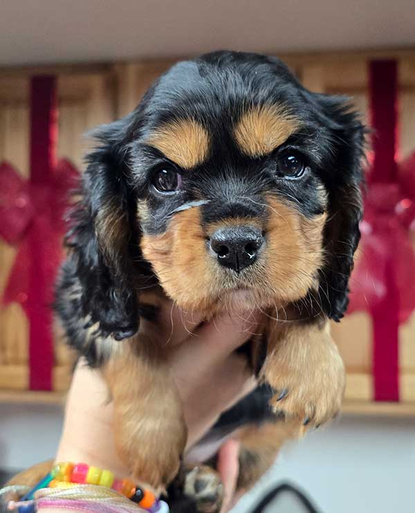 KING CHARLES CAVALIER PUREBRED FEMALE