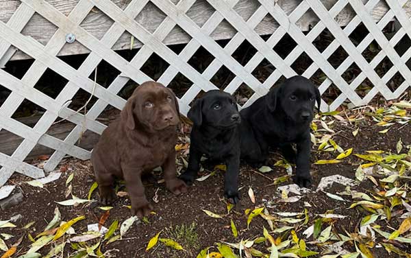 REG. BLACK LABS